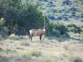 animal