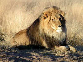 kikuyu wild life 01