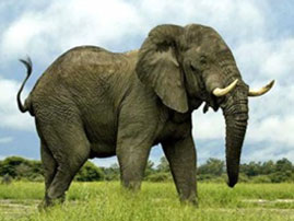 kikuyu wild life 02