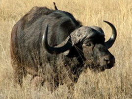 kikuyu wild life 03