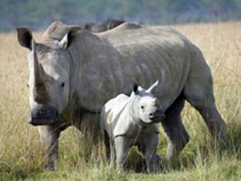 kikuyu wild life 04