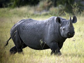 kikuyu wild life 05
