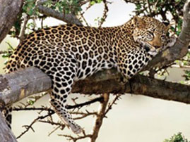kikuyu wild life 06