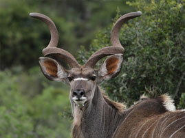kikuyu wild life 07