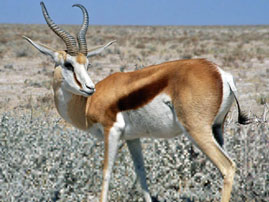 kikuyu wild life 09