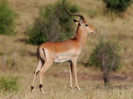 kikuyu wild life 10