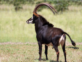 kikuyu wild life 11