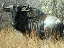 kikuyu wild life 12