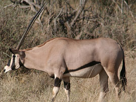kikuyu wild life 15
