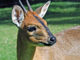 kikuyu wild life 18