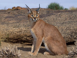 kikuyu wild life 19