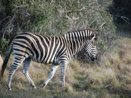 zebra