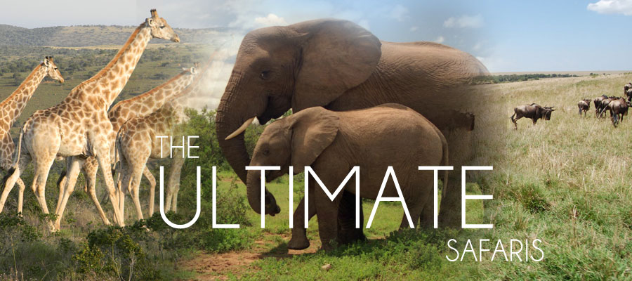 new SAFARI BANNER
