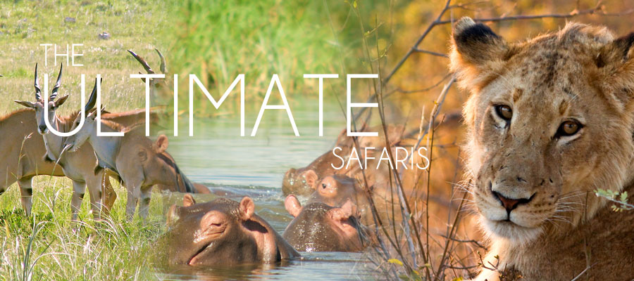 new SAFARI BANNER2