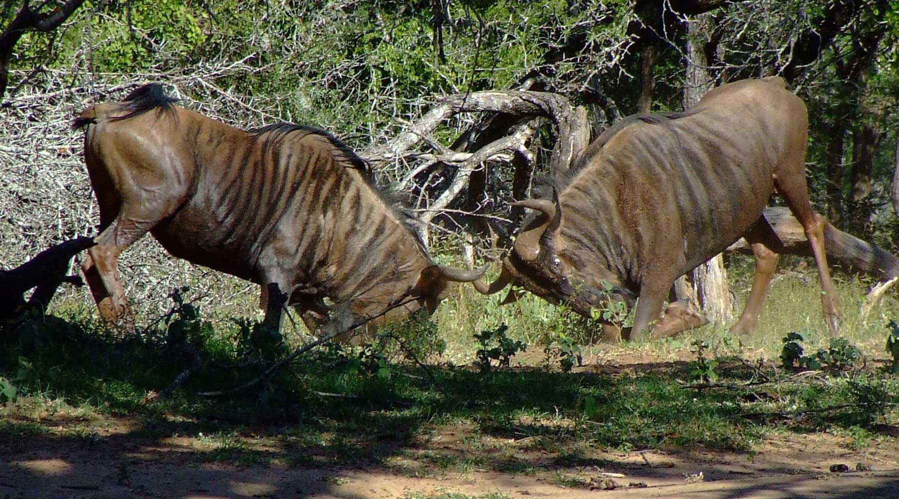 Kikuyu Lodge Game Reserve offers tailor-made exclusive photographic safaris
