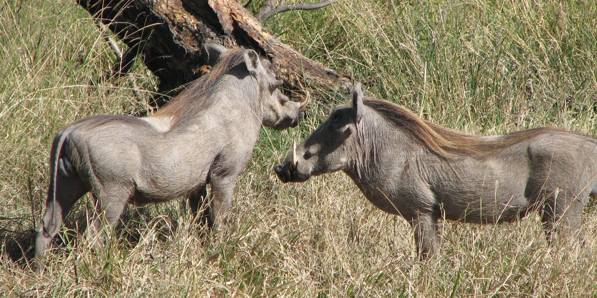 kikuyu_hunting_background_03