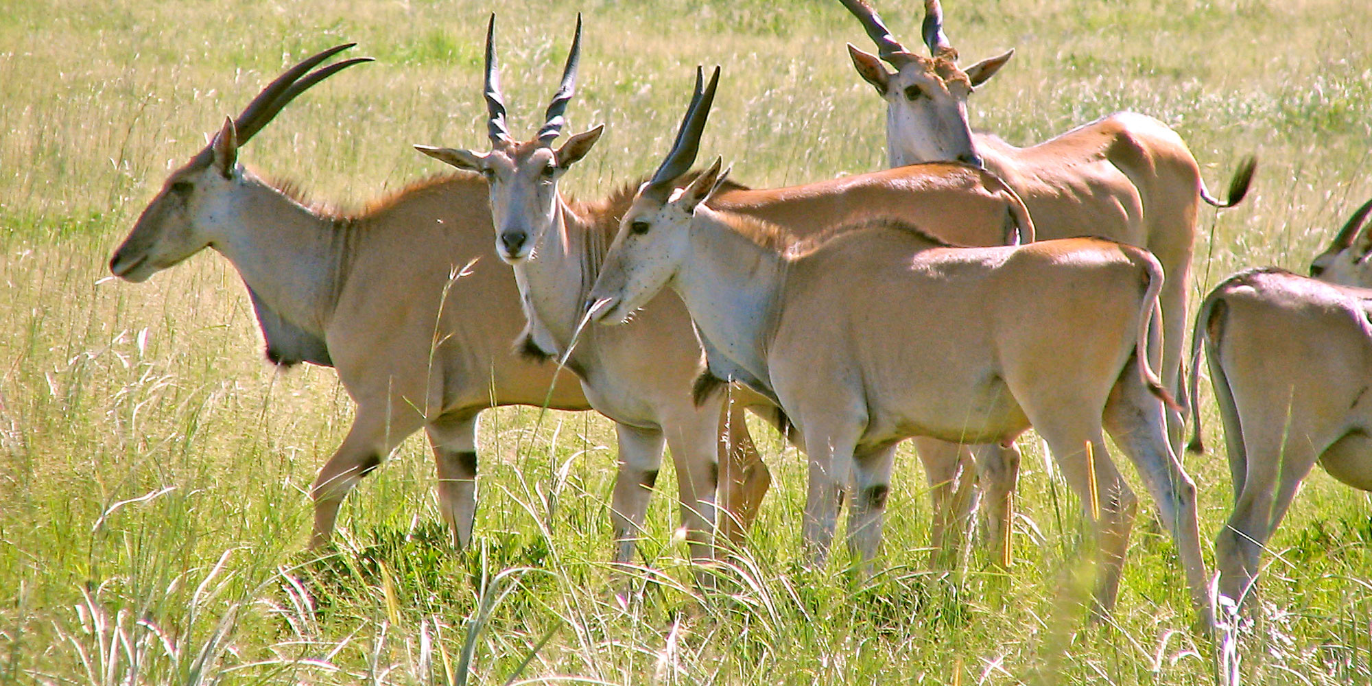 kikuyu_hunting_background_04