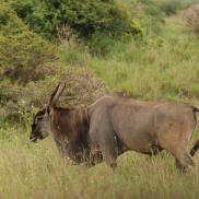 kikuyu_gallery_elandcape_2.jpg