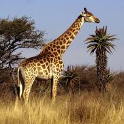kikuyu_gallery_giraffe_3.jpg