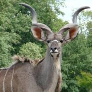 kikuyu_gallery_kudu_6.jpg