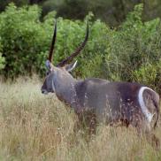 kikuyu_gallery_waterbuck_2.JPG