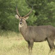 kikuyu_gallery_waterbuck_3.jpg