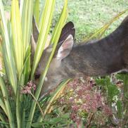 kikuyu_lodge_faunaflora_65.JPG